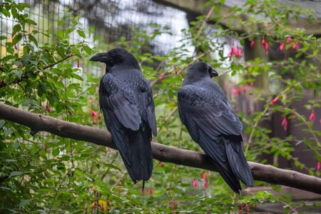 Common Raven (Corvus corax)の写真素材