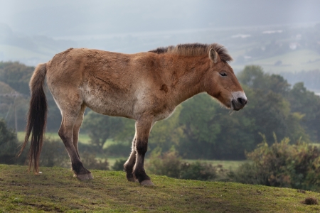 Przewalski's horse (Equus ferus)の写真素材