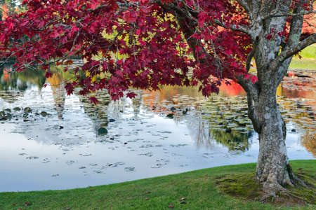 Sheffield Park Gardensの写真素材