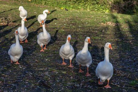 Gaggle of Geese walking along the riverbank of the Great Ouse in Elyの写真素材