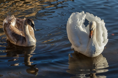 Adult Mute Swan with cygnet on the river Great Ouse at Elyの写真素材