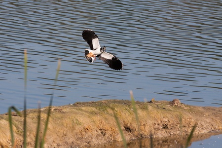 Lapwing coming in to land