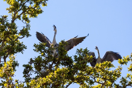 Grey Herons (ardea cinerea) displayingの写真素材