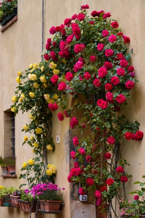 Roses around the door of a property in Pienzaの写真素材