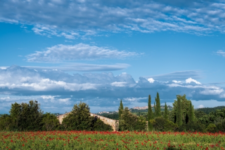 Poppy field in Tuscanyの写真素材