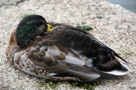 Juvenile Male Mallard (Anas platyrhynchos)の写真素材