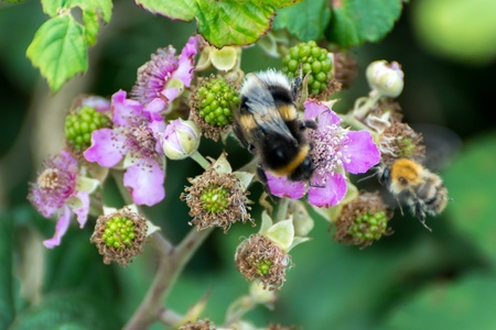 Bees collecting pollen from a Blackberry bushの写真素材