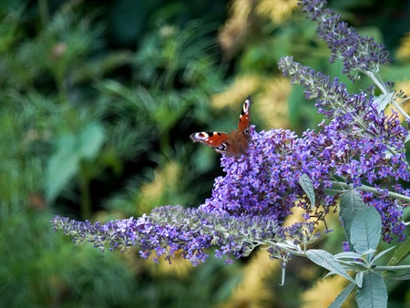 European Peacock butterfly (Inachis io) feeding on Buddleia blossomの写真素材