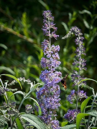 Small Tortoiseshell (Aglais urticae) feeding on a Buddleia