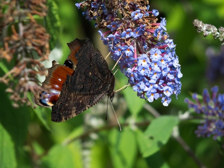 European Peacock butterfly (Inachis io) feeding on Buddleia blossom