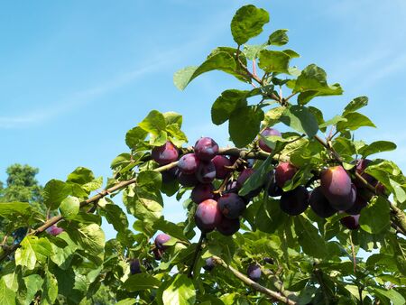 Bunch of Plums ripening in the sunshineの写真素材