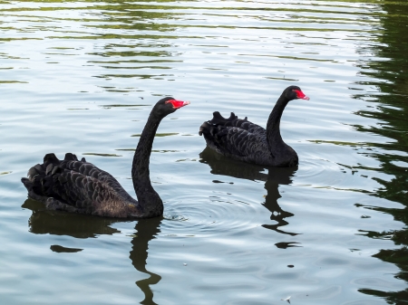Black Swans (cygnus atratus)の写真素材