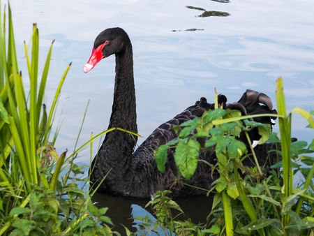 Black Swan (cygnus atratus)の写真素材