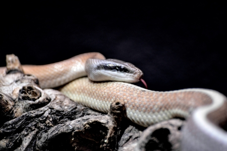 Cave Racer (Elaphe taeniura ridleyi)の写真素材