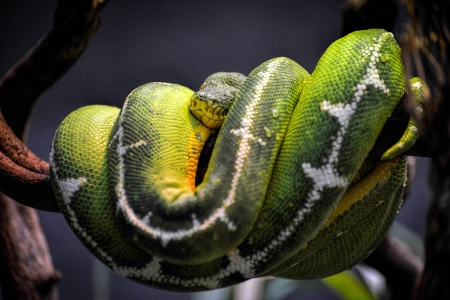 Emerald Tree Boa (Corallus caninus)の写真素材
