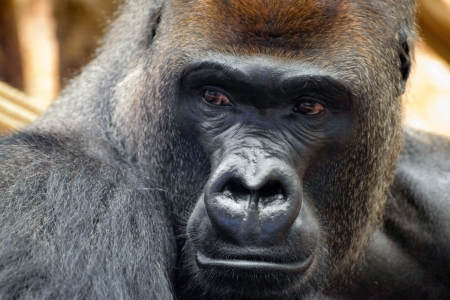 Western Lowland Gorilla (Gorilla gorilla gorilla) Western Lowland Gorilla (Gorilla gorilla gorilla)