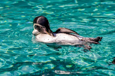 Humboldt Penguin (Spheniscus humboldti)の写真素材