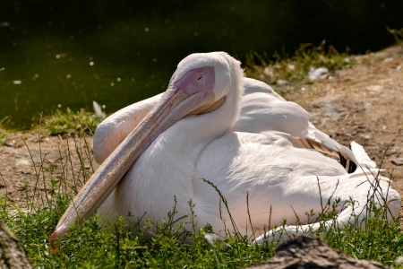 Great White Pelican (Pelecanus onocrotalus)の写真素材