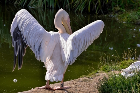 Great White Pelican (Pelecanus onocrotalus)の写真素材