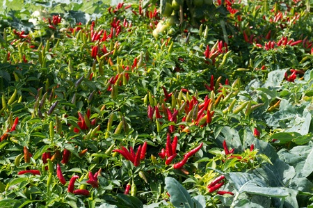 Chili plantsの写真素材