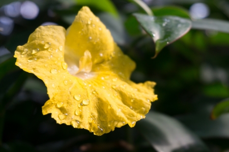 Monocostus uniflorusの写真素材