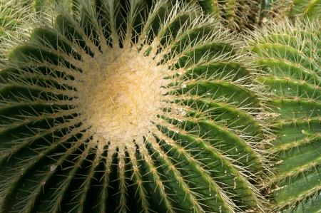 Golden Barrel Cactus (Echinocactus grusonii)