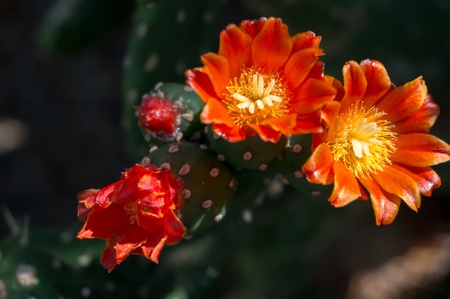 Opuntia Quintensisの写真素材