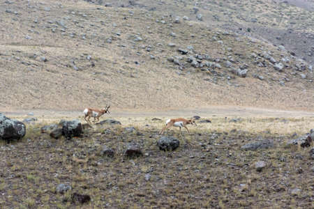 Pronghorn (Antilocapra americana)の写真素材