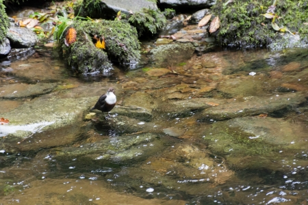 White-throated Dipperの写真素材