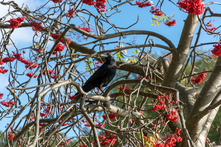 Crow (Corvus) in a Rowan Treeの写真素材