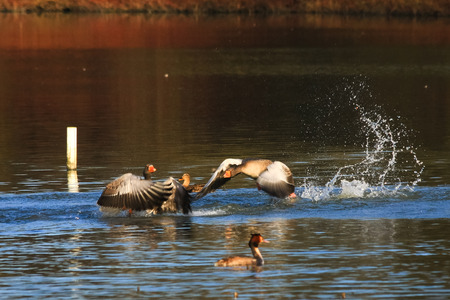 Attacking Greylag Goose (anser anser).jpgの写真素材