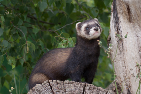 Polecat-coloured Ferret