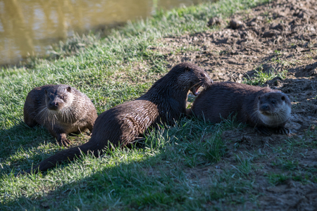 Eurasian Otter (Lutra lutra) in natural habitatの写真素材