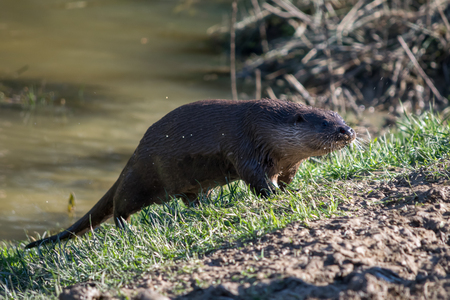 Eurasian Otter (Lutra lutra) in natural habitatの写真素材
