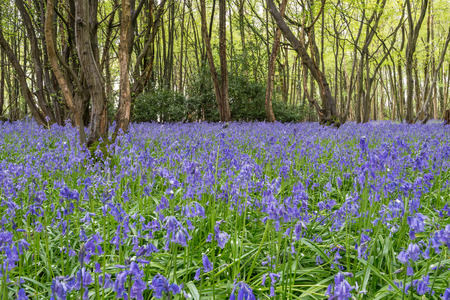 Sussex Bluebellsの写真素材