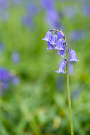 Sussex Bluebellsの写真素材