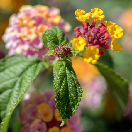 Lantana Camara shrub in Marbella Spainの写真素材