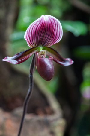 Orchid Paphiopedilum maudiae 'Black Jack'の写真素材