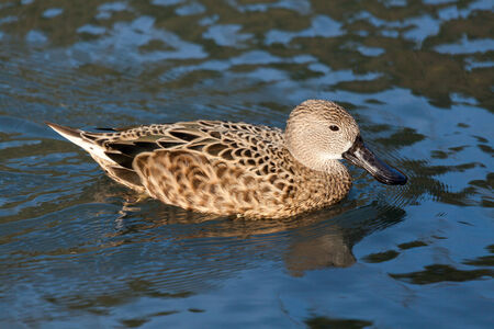 Cape Shoveler (anas smithii)の写真素材
