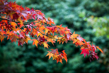 Acer leavesの写真素材