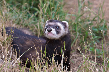 Polecat-coloured Ferretの写真素材