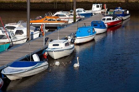 Mute Swans  cygnus olor  with cygnetsのeditorial素材