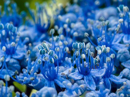 Close-up of a blue Hydrangea