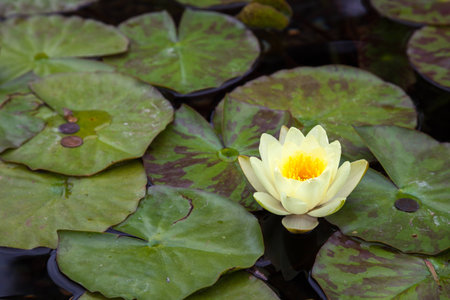 Water Lily (nymphaeaceae)の写真素材