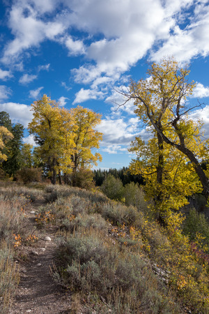 Autumn Colours in Wyomingの写真素材