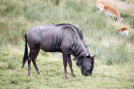 Blue Wildebeest or brindled Gnu (C. taurinus)の写真素材