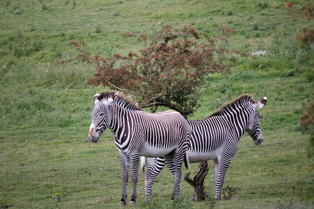GrÃ©vy's zebra (Equus grevyi)の写真素材