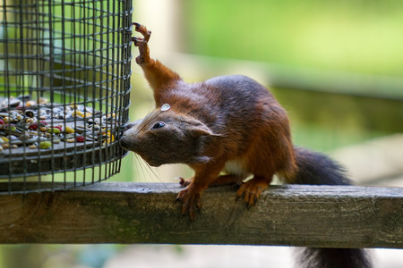 Eurasian Red Squirrel (Sciurus vulgaris)
