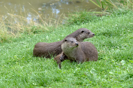 Eurasian Otter (Lutra lutra)の写真素材