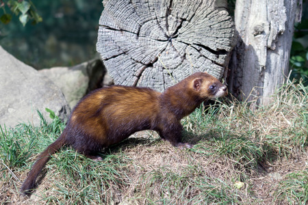 European Polecat (Mustela putorius)の写真素材